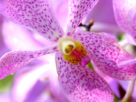  close-up of a pink orchid