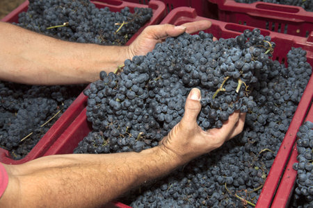 Hands picking grapes from a red box under sunlightの写真素材