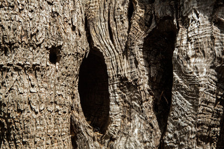 close up view of an old olive tree trunk
