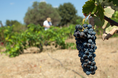 Bunch of purple red wine grape growing in fieldsの写真素材