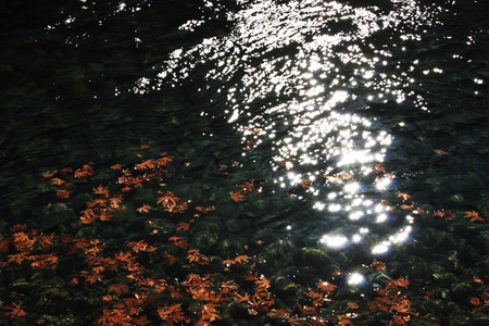 Plane tree's leaves in the water of a river.の写真素材