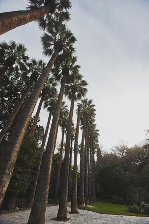 Palm trees. National Garden in Athens,Greeceの写真素材