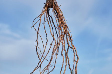 Roots of tree on sky background.