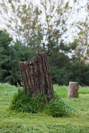 Cut tree trunk in the forest.の写真素材