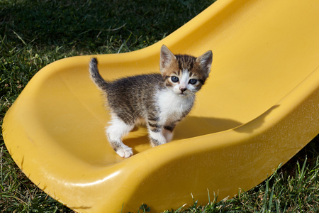 Little cat on a yellow slide.の写真素材