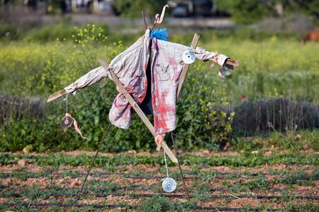 scarecrow in a field to chase away birdsの写真素材