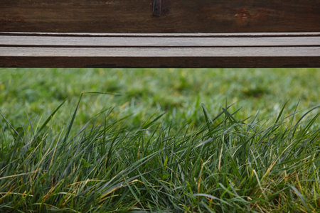 closeup view of grass and a bench.