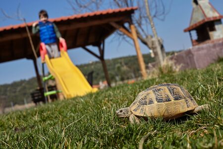 turtle in a garden.の写真素材