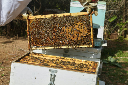 beekeeper put the honey cell in the hive.