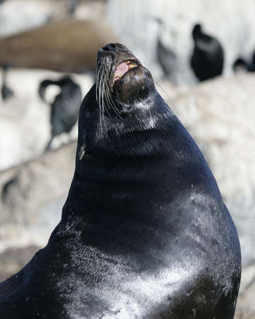 barking sea lionの写真素材