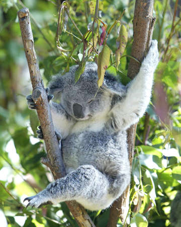 koala bearの写真素材