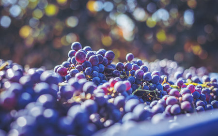 Blue wine grapes. Grapes for making ice wine in the harvesting crate. Detailed view of a frozen...