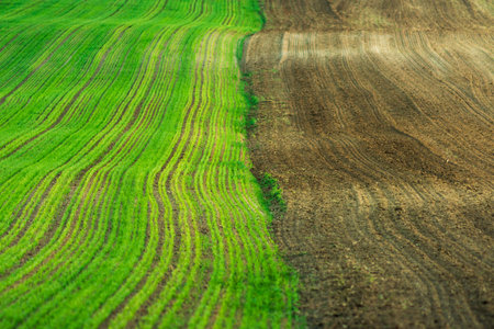 Young wheat plants grow in the field. Vegetable rows, agriculture, farmlands. Landscape with agricultural landの写真素材
