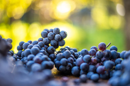 Blue wine grapes. Grapes for making wine. Detailed view of Cabernet Franc blue grape vines in the...