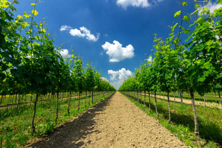 Vineyard landscape with beautiful clouds and blue sky in summer. Cloud, background. Beautiful vineyard, Pannonhalma Wine Region in Hungary.の写真素材