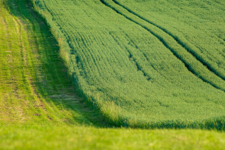 Farm land and blue sky with wheat fields