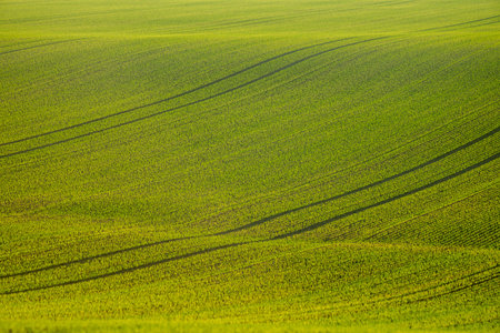 Young wheat plants grow in the field. Vegetable rows, agriculture, farmlands in Hungary.の写真素材