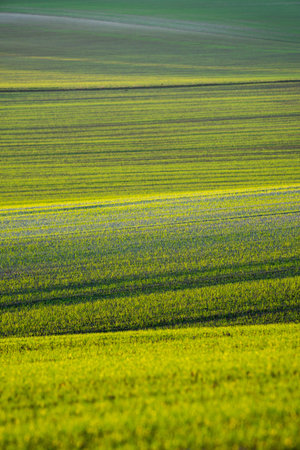 Young wheat plants grow in the field. Vegetable rows, agriculture, farmlands in Hungary.