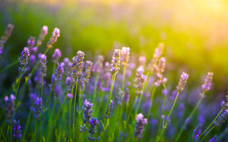Lavender bushes closeup on sunset. Sunset glow over purple flowers of lavender. Pannonhalma, Hungaryの写真素材