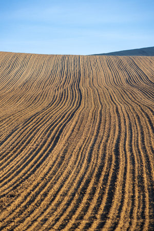 Agricultural field, fallow sloped cultivated farmland in Hungary.