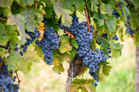 Blue vine grapes in the vineyard. Cabernet Franc grapes for making red wine in the harvest. Detailed view of a frozen grape vines in a vineyard in autumn, Hungaryの写真素材