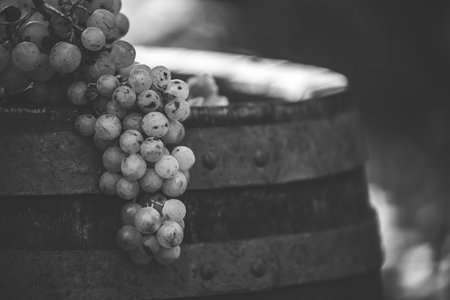 Grapes on the wooden wine barrel in the vineyard, Hungaryの写真素材