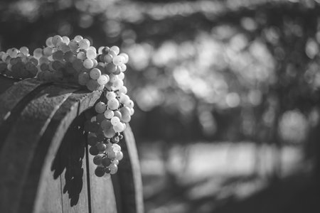 Grapes on the wooden wine barrel in the vineyard, Hungaryの写真素材