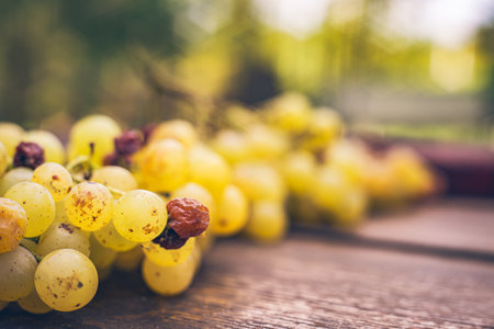 Grapes on the wooden wine barrel in the vineyard, Hungaryの写真素材