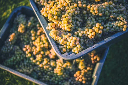 Green vine grapes. Grapes for making wine in the harvesting crate. Detailed view of a grape vines in a vineyard in autumn, Hungaryの写真素材