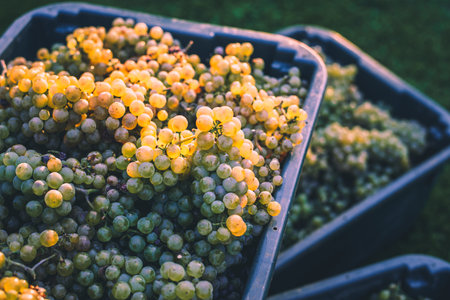 Green vine grapes. Grapes for making wine in the harvesting crate. Detailed view of a grape vines in a vineyard in autumn, Hungaryの写真素材