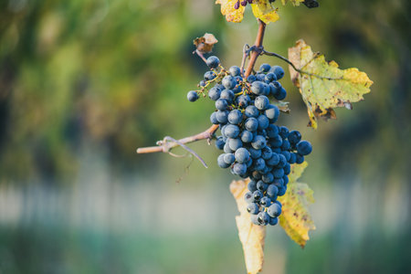 Blue vine grapes in the vineyard. Cabernet Franc grapes for making red wine in the harvest. Detailed view of a frozen grape vines in a vineyard in autumn, Hungaryの写真素材