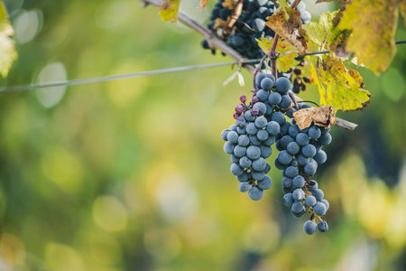 Blue vine grapes in the vineyard. Cabernet Franc grapes for making red wine in the harvest. Detailed view of a frozen grape vines in a vineyard in autumn, Hungaryの写真素材