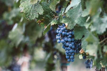 Blue vine grapes in the vineyard. Cabernet Franc grapes for making red wine in the harvest. Detailed view of a frozen grape vines in a vineyard in autumn, Hungaryの写真素材