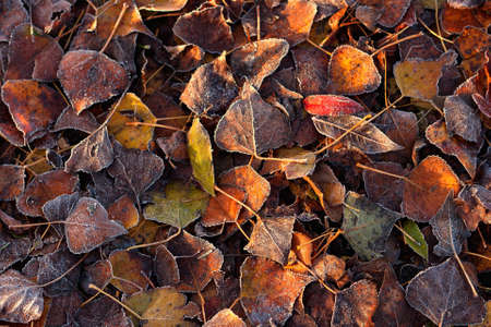 Frost covered autumnal fallen leaves, earthy colours.の写真素材