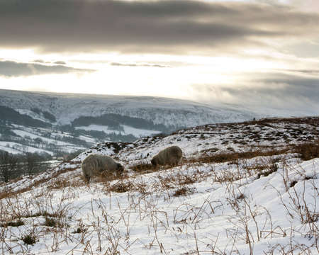 Snow covered North Yorks Moors near to Castleton, UKの写真素材
