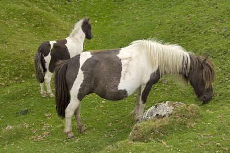 Dartmoor poniesの写真素材