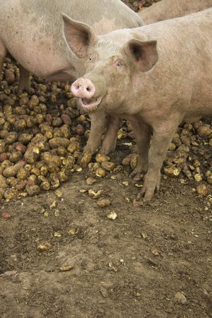 Happy-looking pigの写真素材
