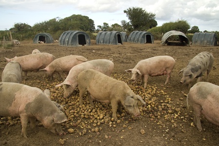 Feeding pigsの写真素材