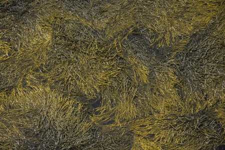 Seaweed backgroundの写真素材