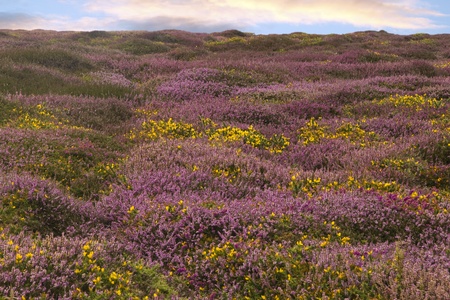 Heathlandの写真素材