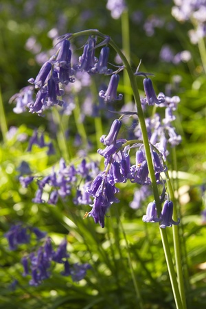 Bluebells in close upの写真素材