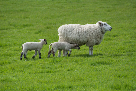 Sheep and lambsの写真素材