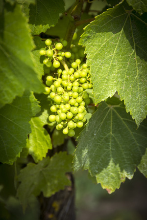 Ripening grapes on the vineの写真素材