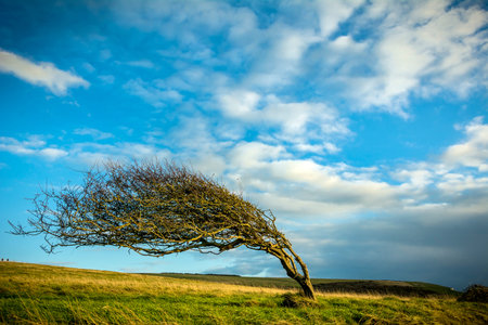 Windblown treeの写真素材