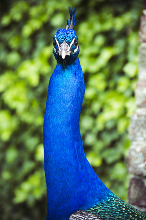 Peacock staring at camera on sunny day in castle groundsの写真素材