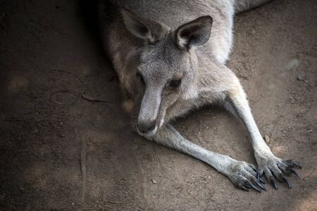 Portrait of resting kangaroo in Queensland Australiaの写真素材