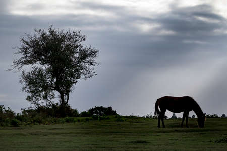 New Forest pony grazing in pastureland at duskの写真素材