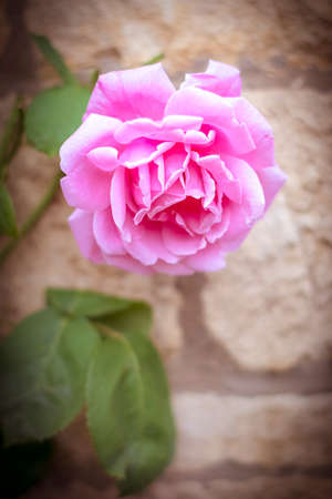 Pink rose in full bloom in Cotswoldsの写真素材