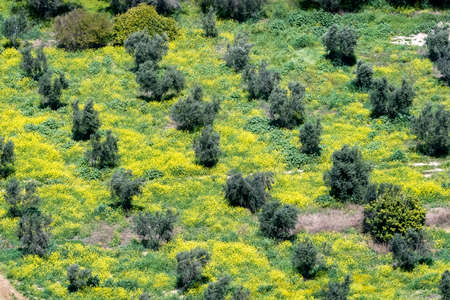 Overhead view of olive grove and carpet of flowers in Greeceの写真素材
