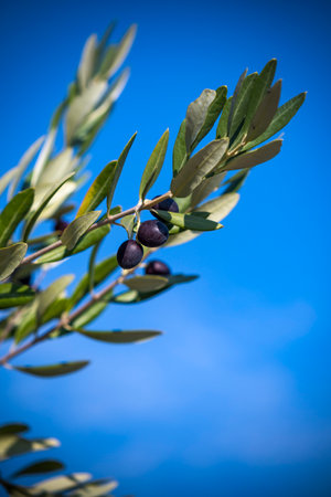 Fresh olives growing on vine against blue skyの写真素材